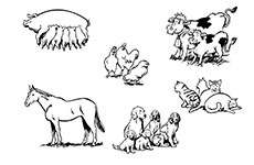 Farm Animals PDF