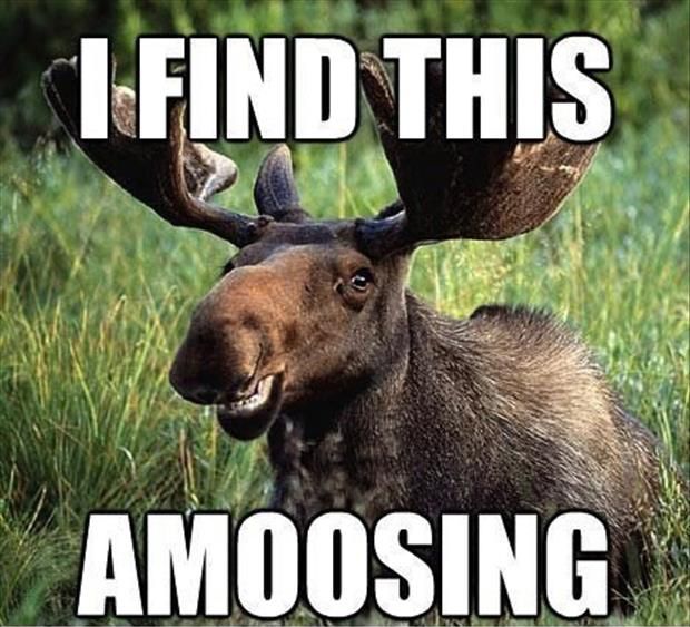 Canada Day Moose