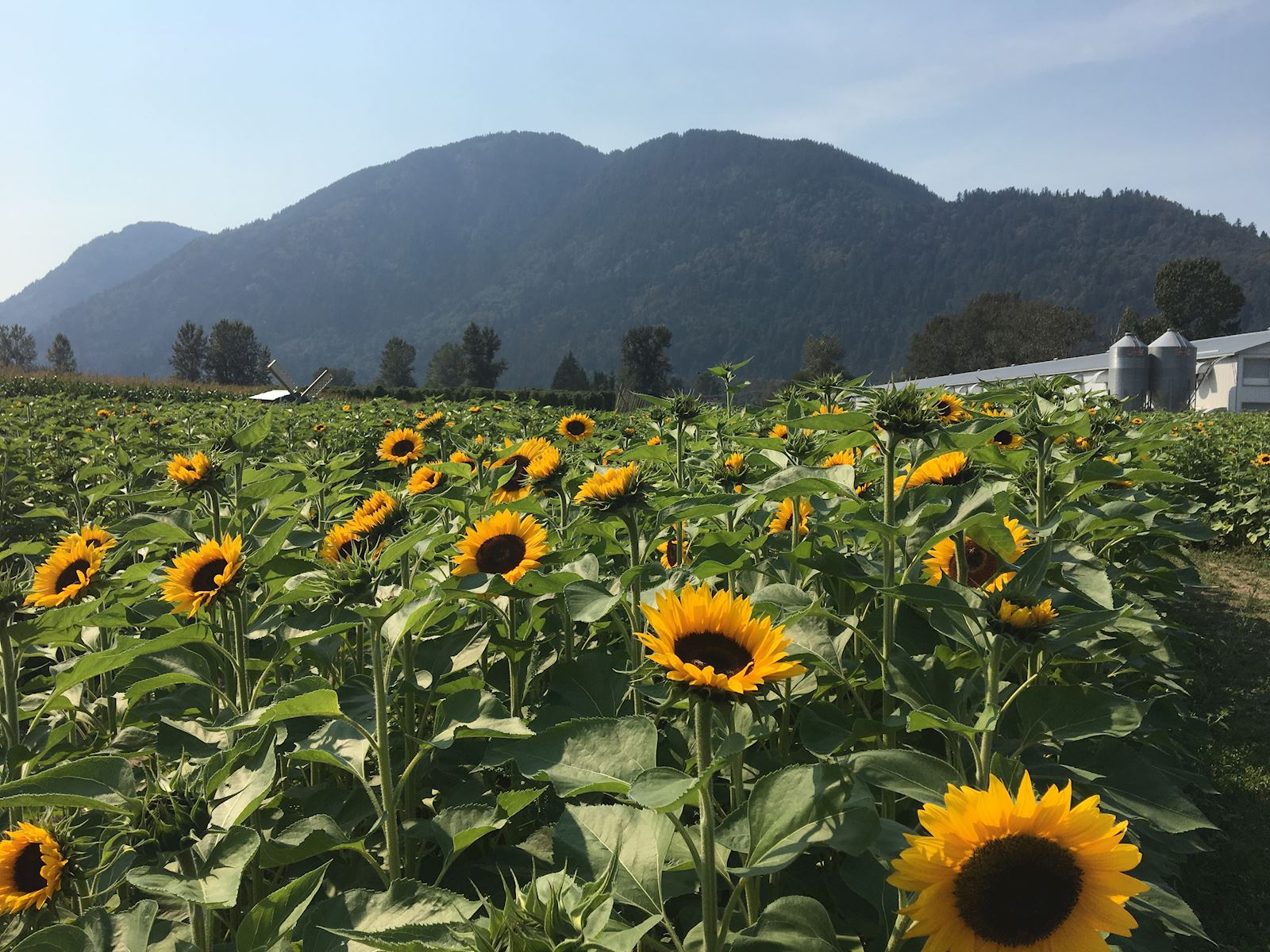 Sunflower fields